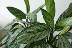 Aglaonema