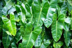 Philodendron