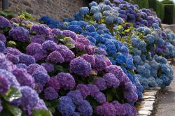10 Savjeta Za Uspjesan Uzgoj Hortnezija Ili Hydrangea3