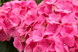 10 Savjeta Za Uspjesan Uzgoj Hortnezija Ili Hydrangea5