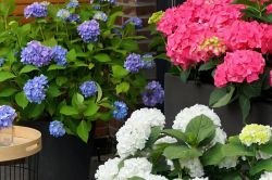 10 Savjeta Za Uspjesan Uzgoj Hortnezija Ili Hydrangea7