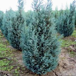 Chamaecyparis Lawsoniana Blue Surprise6