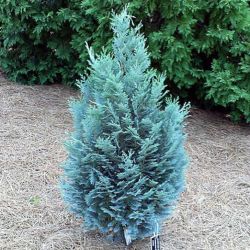 Chamaecyparis Lawsoniana Pelt's Blue