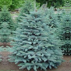 Picea Pungens Glauca