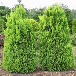 Chamaecyparis Lawsoniana Alumigold