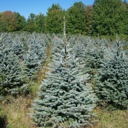 Picea Pungens