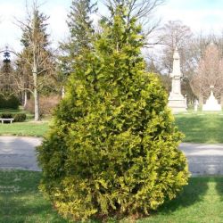 Thuja Plicata Aurea