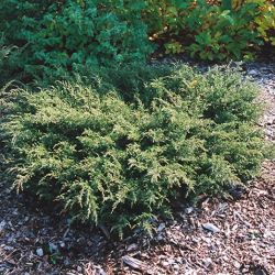 Juniperus Communis Repandens