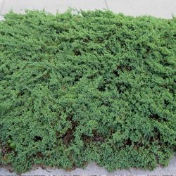 Juniperus Procumbens Nana