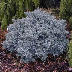 Juniperus Squamata Blue Star