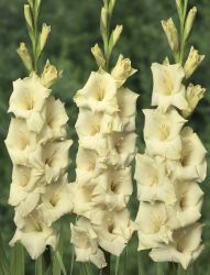 Gladiola Rezano Cvece Iz Vrta 10
