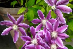 Kako Se Sisa Klematis Clematis
