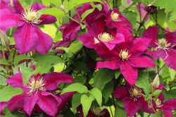 Kako Se Sisa Klematis Clematis3