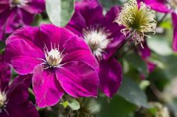 Moderni Klematis   Clematis