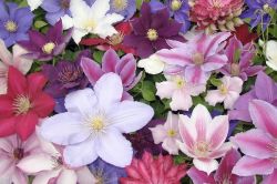 Moderni Klematis   Clematis3