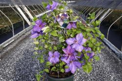 Moderni Klematis   Clematis6